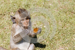 Monkeys at Phra Prang Sam Yot, Lop Buri Province, Thailand