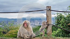Monkeys playing in Arashiyama mountain, kyoto