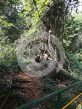 Monkeys playing in the jungle.