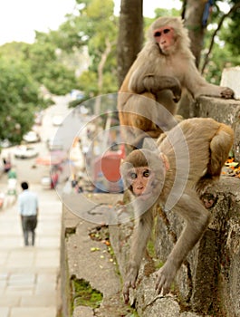 Monkeys playing at Monkey Temple