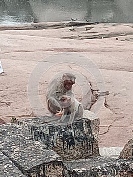Monkeys playing near chakra tirtha photo