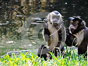 Monkeys Playing Near A River