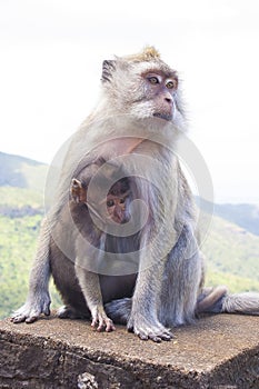 Monkeys playing in the temple in Mauritius