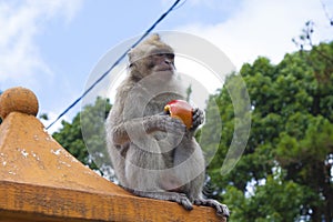 Monkeys playing in the temple in Mauritius