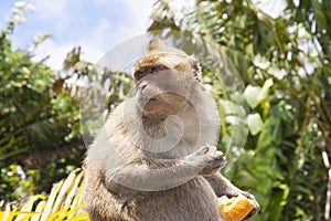 Monkeys playing in the temple in Mauritius