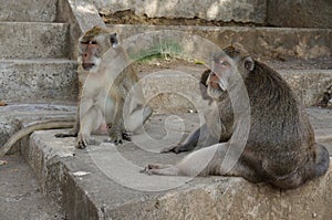 Monkeys of Pura Luhur Uluwatu Temple Bali