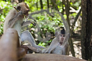 Monkeys relaxing in a forest