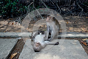 Monkeys on the road. Two Rhesus Macaque searching for things to steal from tourists. Wildlife. Animal, Travel concept.