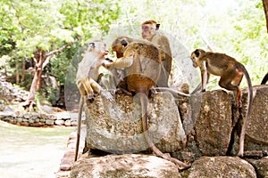 Monkeys on the rocks in the rainforest, Some long tailed monkeys at Sri Lanka, herd group of primates photo