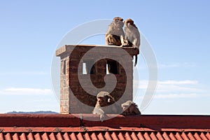 Monkeys on the roof