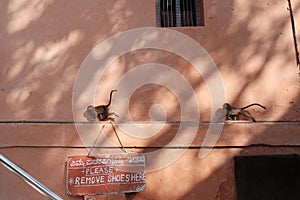 Monkeys running on the wall