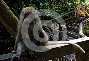 Monkeys of Sacred Monkey Forest, Bali