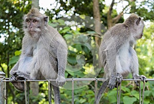 Monkeys at sacred monkey forest, Ubud, Bali, Indonesia