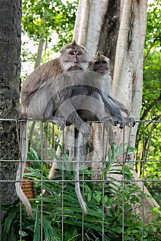 Monkeys at sacred monkey forest, Ubud, Bali, Indonesia