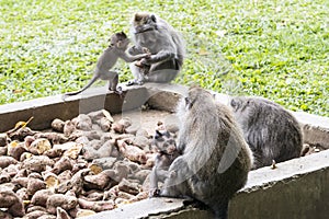 Monkeys in Sangeh Monkey Forest in Bali, Indonesia