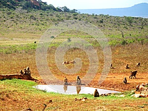 Monkeys on the savannah