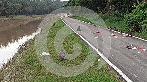 Monkeys scavenging garbage on a road