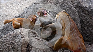 Monkeys scuffle