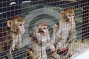 Monkeys seeking freedom