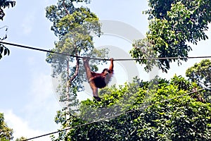 Monkeys in Sepilok nature reserve in Sabah, Borneo, Malaysia