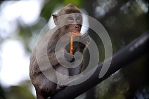 The monkeys sits and eating fruit