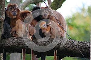 Monkeys sitting on a branch