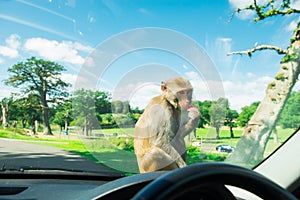 Monkeys sitting on front hood of a car and eating apple. Visiting of Safary park, contact zoo. Selective focus, copy