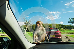 Monkeys sitting on front hood of a car and eating apple. Visiting of Safary park, contact zoo. Selective focus, copy