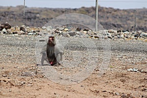 monkeys sitting on metal fence