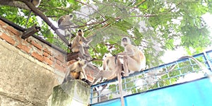 Monkeys are sitting on the tree and coming down to wards the top of the home and   gate                                  