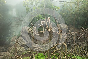 Monkeys Sitting in a Tree in the Rainforest