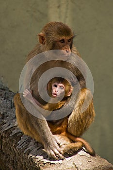 Monkeys of Swayambunath Stupa kathmandu, Nepal