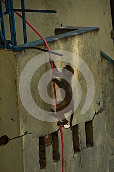 Monkeys of Swayambunath Stupa kathmandu, Nepal