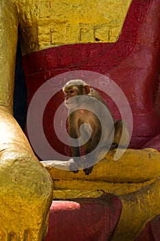 Monkeys of Swayambunath Stupa kathmandu, Nepal
