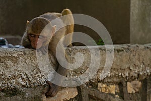 Monkeys of Swayambunath Stupa kathmandu, Nepal