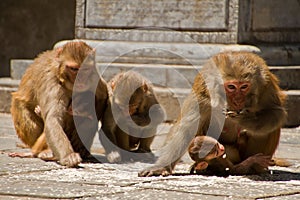 Monkeys of Swayambunath Stupa kathmandu, Nepal