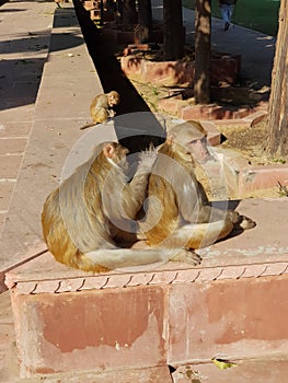 Monkeys taking sunbath in winter