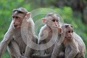 Monkeys team photo