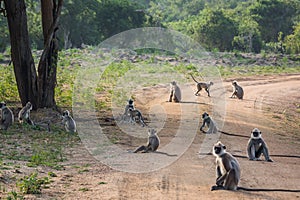 Monkeys team on the road.