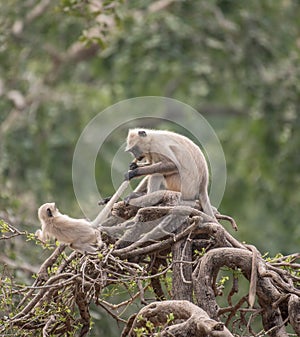 Monkeys territorial fight