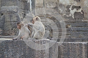 Monkeys photo