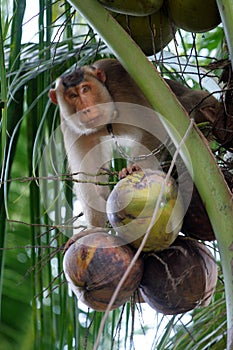 Monkeys trained to pluck coconuts (Kelantan, Malaysia) photo