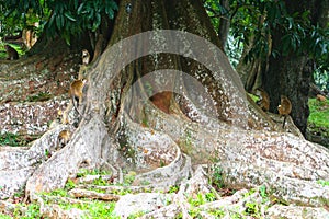 Monkeys on tree with amazing root structure