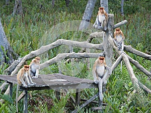 Monkeys on the tree photo