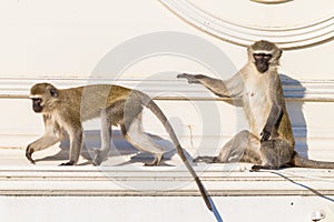 Monkeys Two Roof Animals