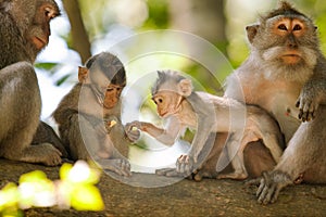 Monkeys in Ubud Monkey Forest, Bali