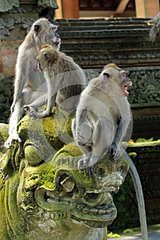 Monkeys in Ubud Monkey Forest