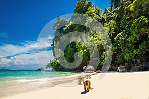 Monkeys waiting for food in Monkey Beach, Thailand