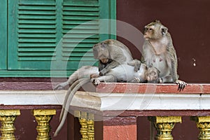 The monkeys of Wat Leu Temple The family Sihanoukville Cambodia