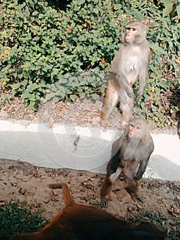 Monkeys watching at same direction